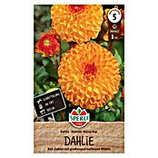 Sperli Bloembollen (Dahlia x Hybrida, Oranje / Rood) | BAUHAUS