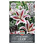 Sperli Bloembollen (Lilium x Hybrida, Verschillende kleuren) | BAUHAUS