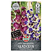 Sperli Bloembollen Gladiole Club Mix (Gladiolus, Verschillende kleuren) | BAUHAUS