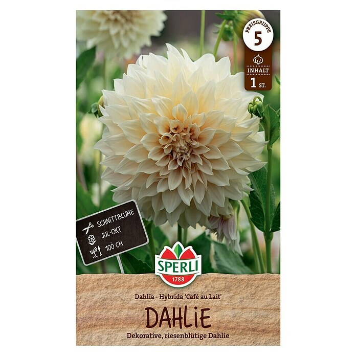 Sperli Bloembollen (Dahlia, Créme, Levensduur planten: Vaste plant) | BAUHAUS