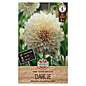 Sperli Bloembollen (Dahlia, Créme, Levensduur planten: Vaste plant) | BAUHAUS