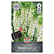 Sperli Bloembollen (Eucomis autumnalis, Vaste plant, Wit) | BAUHAUS