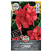 Sperli Bloembollen (Canna x Hybrida, Vaste plant, Roze) | BAUHAUS