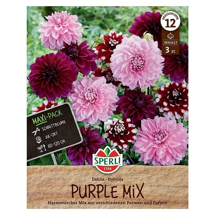 Sperli Bloembollen Dahlia Purple Mix (Dahlia, Verschillende kleuren, Levensduur planten: Vaste plant) | BAUHAUS