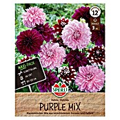 Sperli Bloembollen Dahlia Purple Mix (Dahlia, Verschillende kleuren, Levensduur planten: Vaste plant) | BAUHAUS