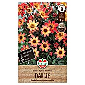 Sperli Bloembollen (Dahlia x Hybrida, Vaste plant, Verschillende kleuren) | BAUHAUS