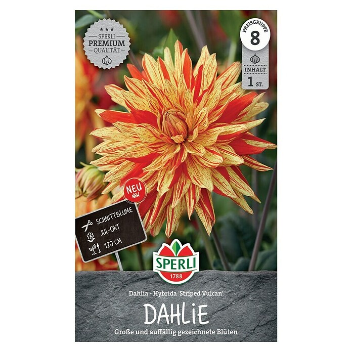 Sperli Bloembollen Dahlia Striped Vulkan (Dahlia x Hybrida, Verschillende kleuren, Levensduur planten: Vaste plant) | BAUHAUS