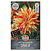Sperli Bloembollen Dahlia Striped Vulkan (Dahlia x Hybrida, Verschillende kleuren, Levensduur planten: Vaste plant) | BAUHAUS