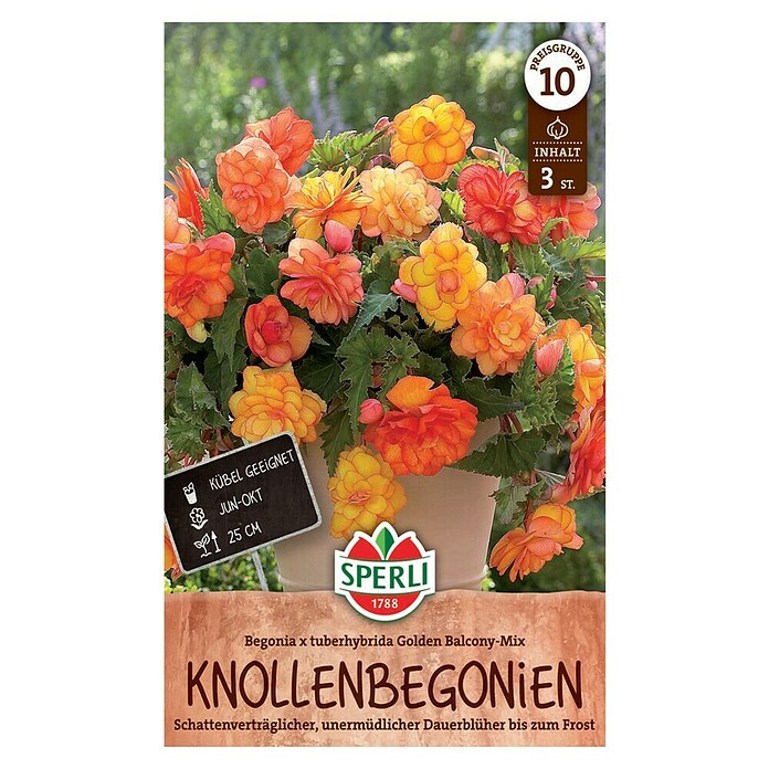 Sperli Bloembollen (Begonia x Tuberhybrida, Verschillende kleuren, Levensduur planten: Vaste plant) | BAUHAUS