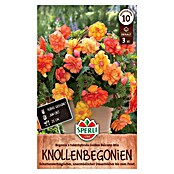 Sperli Bloembollen (Begonia x Tuberhybrida, Verschillende kleuren, Levensduur planten: Vaste plant) | BAUHAUS
