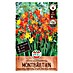 Sperli Blumenzwiebeln Montbretie kleinblumiger Mix 