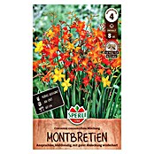Sperli Blumenzwiebeln Montbretie kleinblumiger Mix (Crocosmia crocosmiiflora, Mehrfarbig) | BAUHAUS