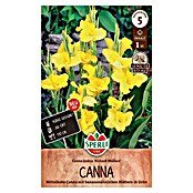 Sperli Bloembollen (Canna x Hybrida, Geel) | BAUHAUS