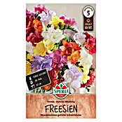 Sperli Bloembollen (Freesia x Hybrida, 10 st.) | BAUHAUS