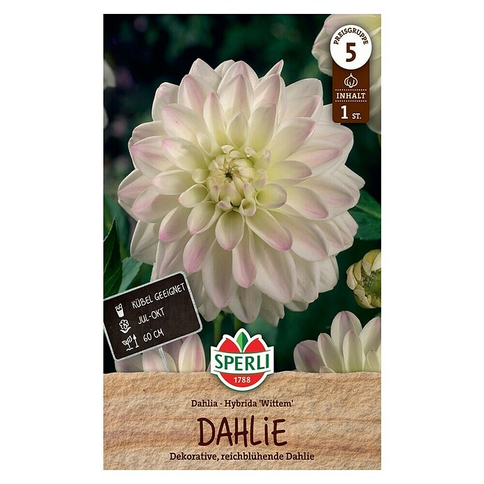 Sperli Bloembollen (Dahlia, Wit) | BAUHAUS