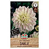Sperli Bloembollen (Dahlia, Wit) | BAUHAUS