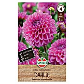 Sperli Bloembollen (Levensduur planten: Vaste plant, Pink) | BAUHAUS