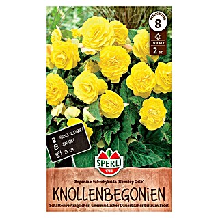 Sperli Blumensamen Knollenbegonien Gelb (Gelb, Lebensdauer Pflanzen: Mehrjährig, Blütenfüllung: Gefüllt)