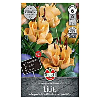 Sperli Blumensamen Lilie Tintoretto (Orange, Lebensdauer Pflanzen: Mehrjährig, Blütenfüllung: Gefüllt)