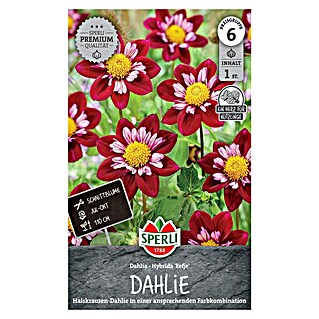 Sperli Blumensamen Dahlie Eefje (Mehrfarbig, Lebensdauer Pflanzen: Mehrjährig, Blütenfüllung: Gefüllt)