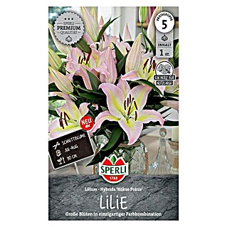 Sperli Blumensamen Lilie Hokus Pokus (Mehrfarbig, Blütenfüllung: Ungefüllt, Lebensdauer Pflanzen: Mehrjährig)