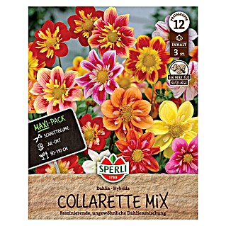 Sperli Blumensamen Collarette-Mix (Mehrfarbig, Blütenfüllung: Ungefüllt, Lebensdauer Pflanzen: Mehrjährig)