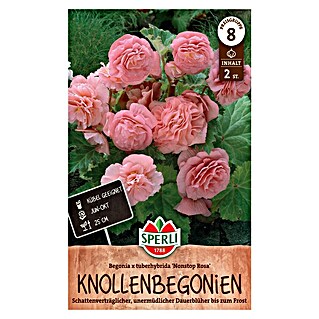 Blumensamen Knollenbegonien Rosa (Rosa, Lebensdauer Pflanzen: Mehrjährig, Blütenfüllung: Gefüllt)