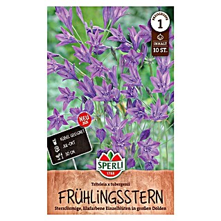 Blumensamen Frühlingsstern (Lila, Lebensdauer Pflanzen: Mehrjährig, Blütenfüllung: Leicht gefüllt)