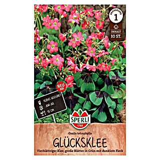Blumensamen Glücksklee (Rot, Lebensdauer Pflanzen: Mehrjährig, Blütenfüllung: Ungefüllt)
