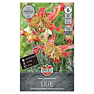 Blumensamen Lilie Fusion (Rot/Goldgleb, Lebensdauer Pflanzen: Mehrjährig, Blütenfüllung: Ungefüllt)
