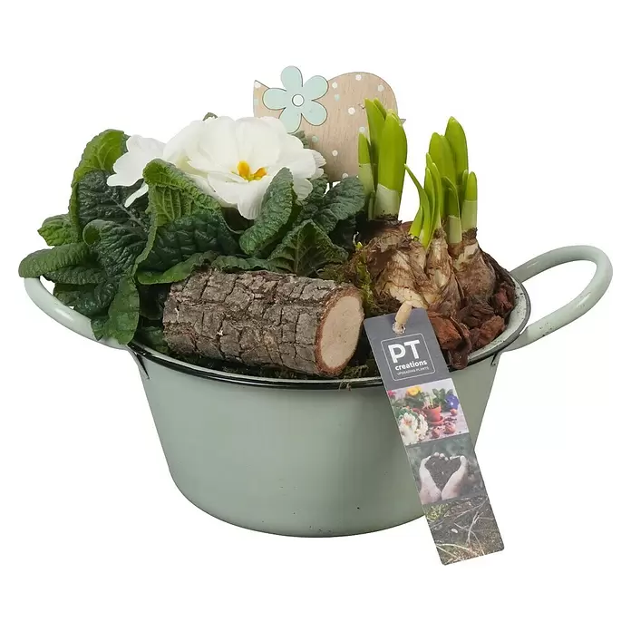 Piardino Zimmerpflanzen-Arrangement - Frühlingsblumen Mix, Topfgröße: 19 cm - Ein hellgrüner Emailletopf mit weißen Primeln, sprießenden Zwiebeln, einem Stück Rinde und einer hölzernen Herzdekoration.