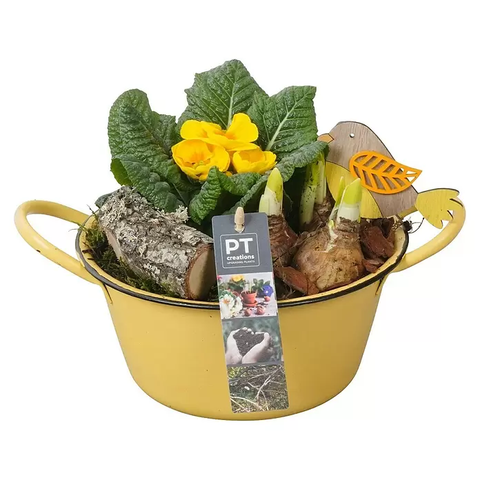 Piardino Zimmerpflanzen-Arrangement - Frühlingsblumen Mix, Topfgröße: 19 cm - Gelber Emaille-Topf mit Primeln, Frühlingszwiebeln, einem Holzscheit und einer Holzvogel-Deko.