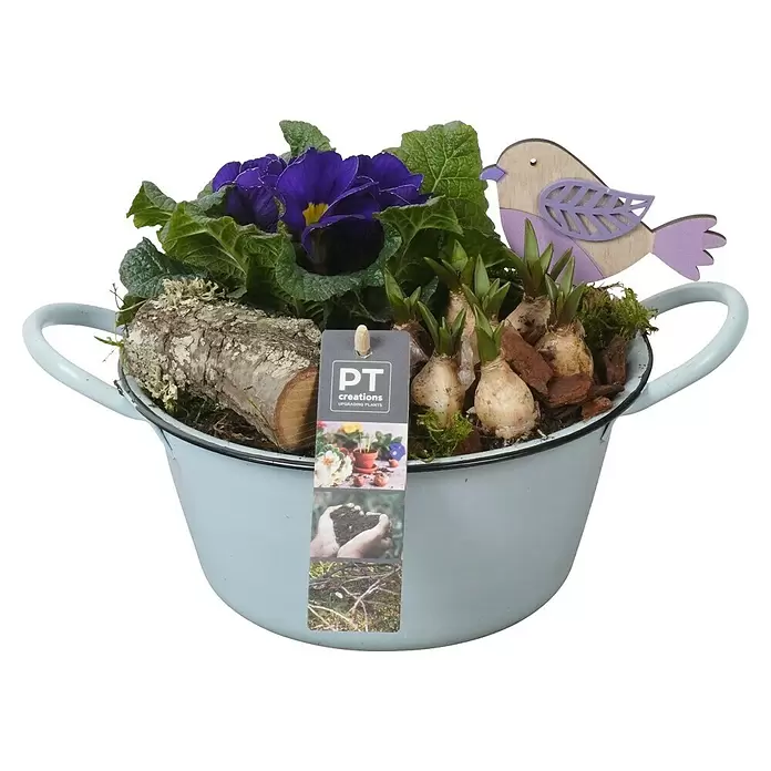 Piardino Zimmerpflanzen-Arrangement - Frühlingsblumen Mix, Topfgröße: 19 cm - Weißer Emailletopf mit Griffen, gefüllt mit lila Primeln, Zwiebeln, Holz und einem dekorativen Holzvogel.
