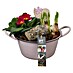 Piardino Zimmerpflanzen-Arrangement 