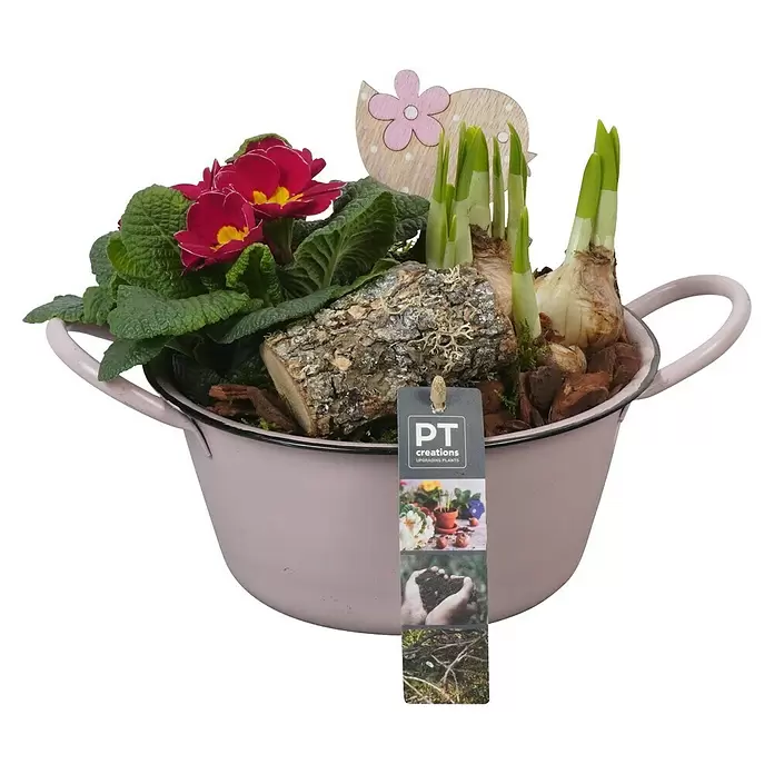 Piardino Zimmerpflanzen-Arrangement - Frühlingsblumen Mix, Topfgröße: 19 cm - Rosa Emailletopf mit roten Primeln, grünen Narzissentrieben und dekorativen Holzscheiten.
