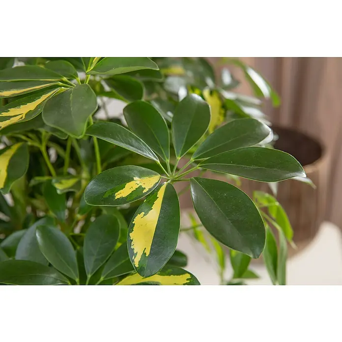 Piardino Zimmerpflanzen-Mix - Verschiedene Grünpflanzen, Topfgröße: 12 cm - Nahaufnahme einer Zimmerpflanze, einer Schefflera Arboricola 'Gold Capella', mit ihren grünen und gelben Blättern.