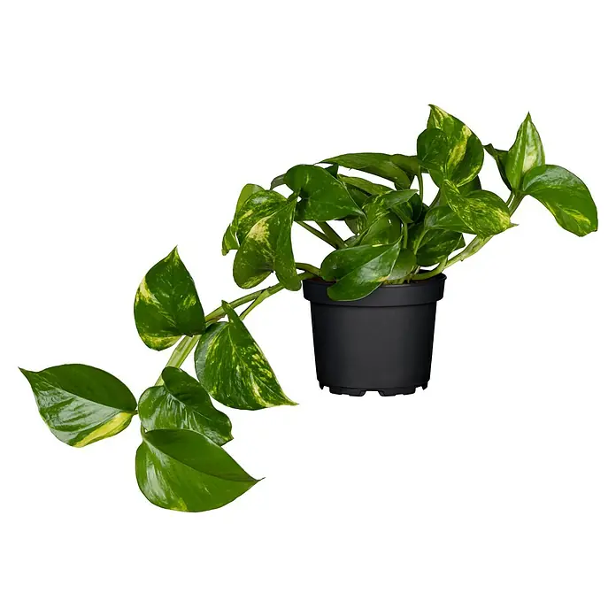 Piardino Zimmerpflanzen-Mix - Verschiedene Grünpflanzen, Topfgröße: 12 cm - Zimmerpflanze Epipremnum aureum in einem schwarzen Topf. Die Blätter sind grün mit gelben Flecken, und einige Äste hängen über den Rand.