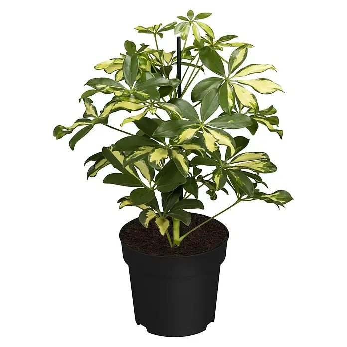 Piardino Zimmerpflanzen-Mix - Verschiedene Grünpflanzen, Topfgröße: 12 cm - Attraktive Zimmerpflanze Schefflera Arboricola 'Gold Capella' im schwarzen Topf. Die Blätter sind grün und gelb panaschiert und geben der Pflanze ein lebhaftes Aussehen.