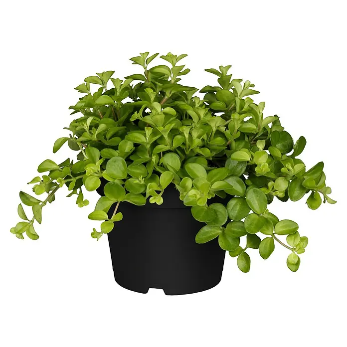 Piardino Zimmerpflanzen-Mix - Verschiedene Grünpflanzen, Topfgröße: 12 cm - Eine üppige Peperomia rotundifolia Pflanze in einem schwarzen Topf, die mit ihren runden, grünen Blättern eine beruhigende Atmosphäre schafft.