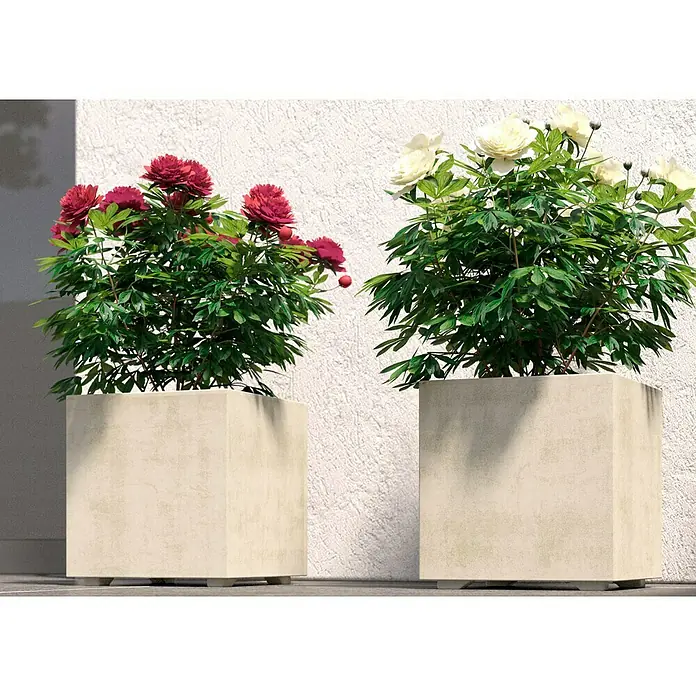 Deroma Millennium Pflanzkübel eckig - L x B x H: 25 x 25 x 25 cm, Kunststoff, Perlweiß - Nahaufnahme von zwei quadratischen Pflanzgefäßen mit roten und weißen Pfingstrosen, die eine attraktive Gartendekoration bilden.