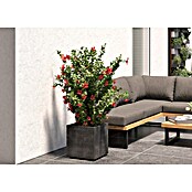 Deroma Millennium Macetero para plantas (Dimensiones externas (L x An x Al): 39 x 39 x 39 cm, Plástico, Antracita) | BAUHAUS