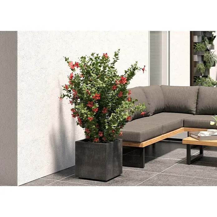 Deroma Millennium Macetero para plantas - Dimensiones externas (L x An x Al): 39 x 39 x 39 cm, Plástico, Antracita - La planta de cigarro mexicana en una maceta oscura crea un ambiente moderno y elegante en el espacio exterior, perfecto para la terraza y el jardín.