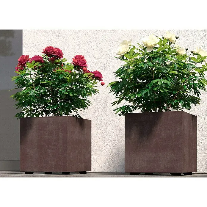 Deroma Millennium Pflanzkübel eckig - L x B x H: 25 x 25 x 25 cm, Kunststoff, Brownstone - Zwei quadratische Pflanzgefäße aus Terrakotta mit roten und weißen Pfingstrosen vor einer weißen Wand. Zeitloses Design für den Außenbereich.