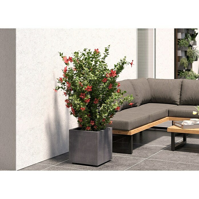 Deroma Millennium Pflanzkasten (Außenmaß (L x B x H): 39 x 39 x 39 cm, Kunststoff, Ashgrey) | BAUHAUS