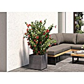 Deroma Millennium Pflanzkasten (Außenmaß (L x B x H): 39 x 39 x 39 cm, Kunststoff, Ashgrey) | BAUHAUS