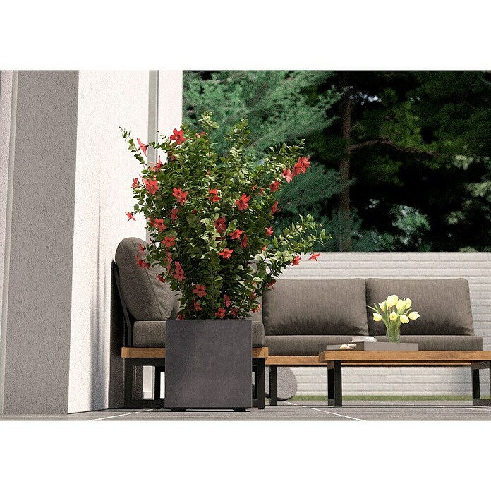 Deroma Millennium Pflanzkasten (Außenmaß (L x B x H): 39 x 39 x 39 cm, Kunststoff, Ashgrey) | BAUHAUS
