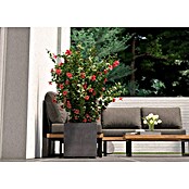 Deroma Millennium Pflanzkasten (Außenmaß (L x B x H): 39 x 39 x 39 cm, Kunststoff, Ashgrey) | BAUHAUS