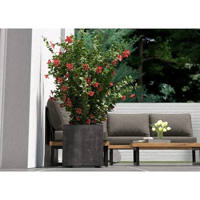 Deroma Millennium Pflanzkübel eckig - L x B x H: 39 x 39 x 39 cm, Kunststoff, Anthrazit - Detailaufnahme eines blühenden Strauchs in einem dunklen Pflanzgefäß, der einen modernen Außenbereich mit Sitzgelegenheiten und einem Tisch ergänzt.
