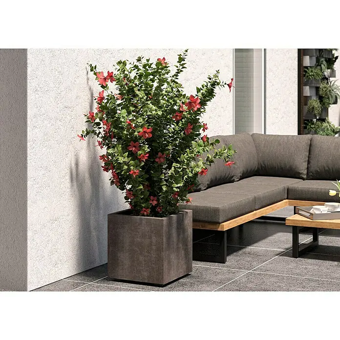 Deroma Millennium Pflanzkübel eckigL x B x H: 39 x 39 x 39 cm, Kunststoff, Sand - Dieser stilvolle Außenbereich verfügt über ein graues Ecksofa und einen passenden Couchtisch, ergänzt durch einen Topf mit einer roten Blütenpflanze.
