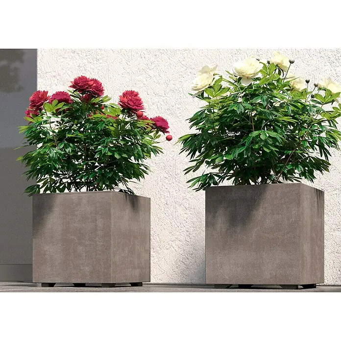 Deroma Millennium Pflanzkübel eckig - L x B x H: 25 x 25 x 25 cm, Kunststoff, Sand - Zwei quadratische Pflanzgefäße aus Beton mit roten und weißen Pfingstrosen vor einer strukturierten weißen Wand.
